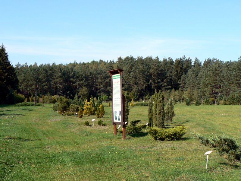 Arboretum Leśne w Kozinie