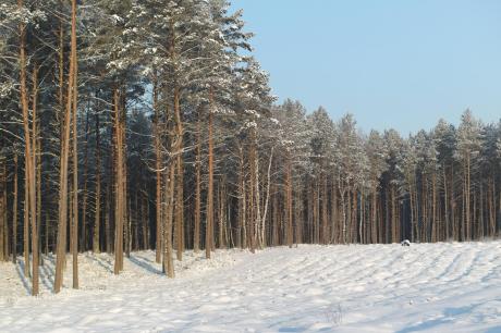 Zima w Nadleśnictwie Cewice